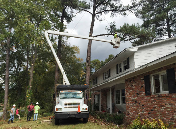 How Our Tree Care Process Works  in  New Stanton, PA