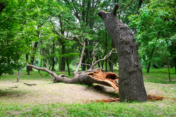 Best Emergency Tree Removal  in New Stanton, PA