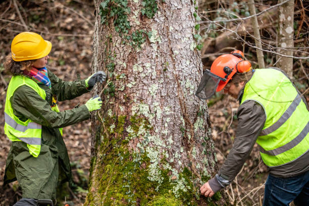 Best Fruit Tree Pruning  in New Stanton, PA