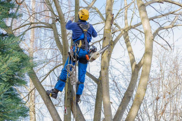 Best Hazardous Tree Removal  in New Stanton, PA