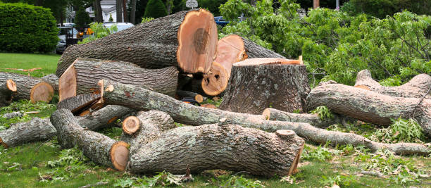Best Lot and Land Clearing  in New Stanton, PA