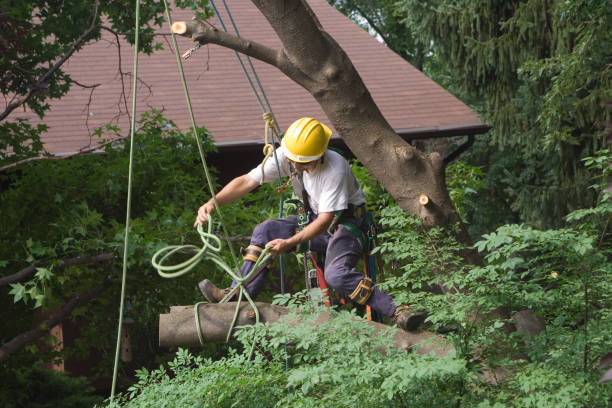 Best Lawn Watering Services  in New Stanton, PA