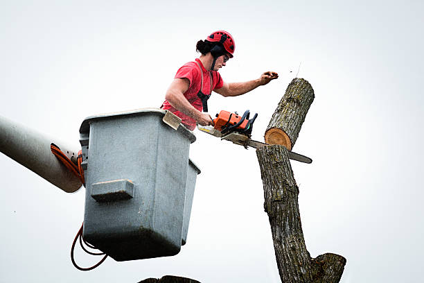 Best Firewood Processing and Delivery  in New Stanton, PA