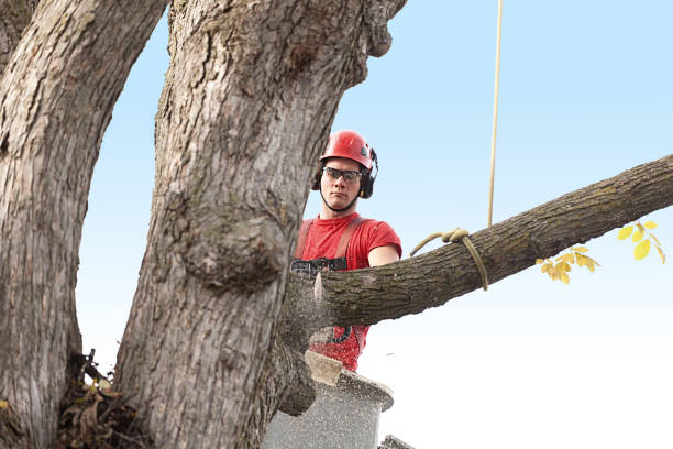 How Our Tree Care Process Works  in  New Stanton, PA