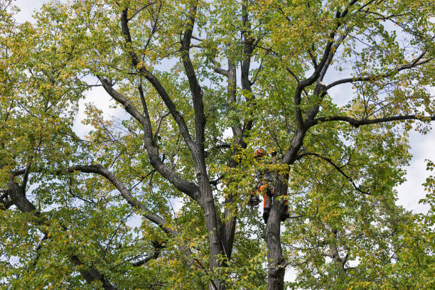 Best Fruit Tree Pruning  in New Stanton, PA